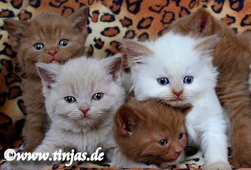 Britisch Kurzhaar Katzenbabys tinjas